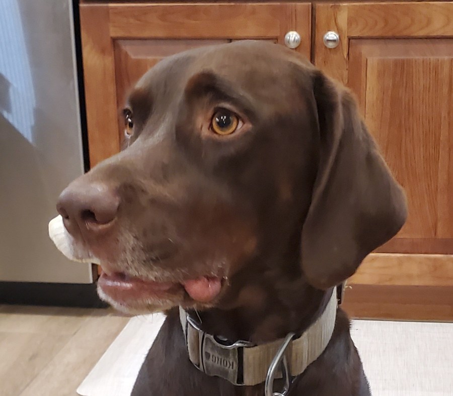 We bought a $1,500 chew toy for our&nbsp;dog