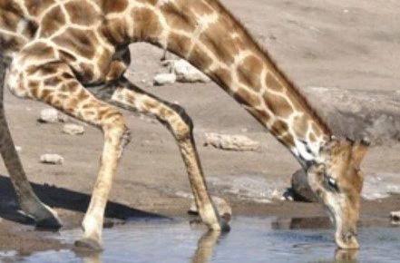 I need a new&nbsp;knee